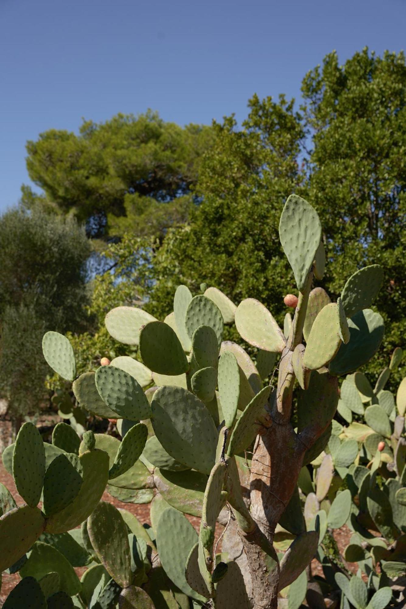 Masseria Paradiso Ostuni Dış mekan fotoğraf